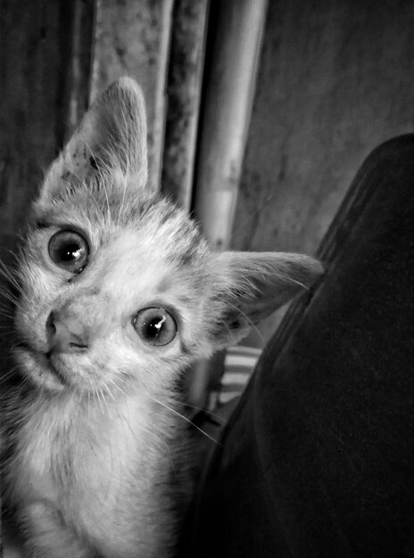 Photo close-up portrait of cat