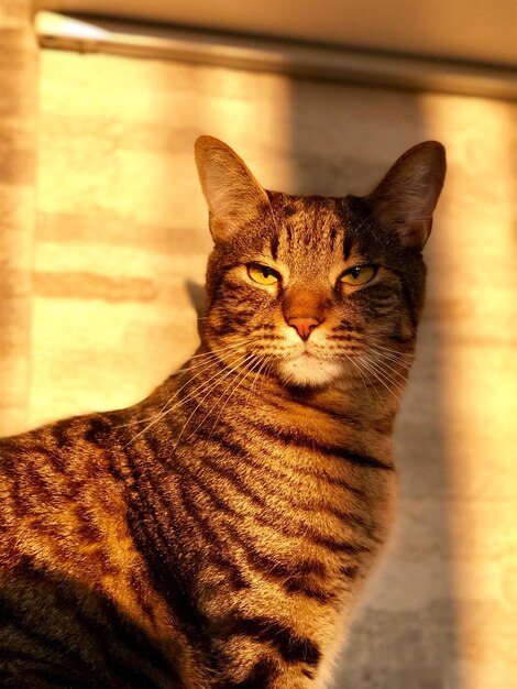 Foto ritratto di un gatto da vicino