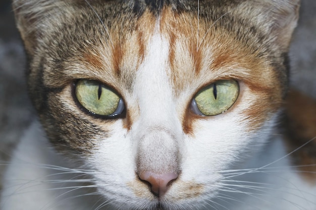 Photo close-up portrait of a cat