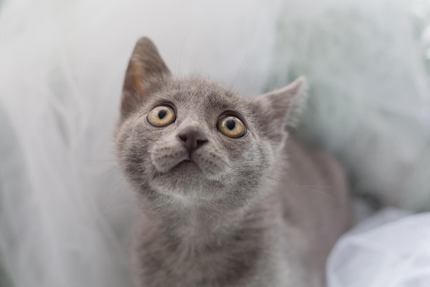 Photo close-up portrait of a cat