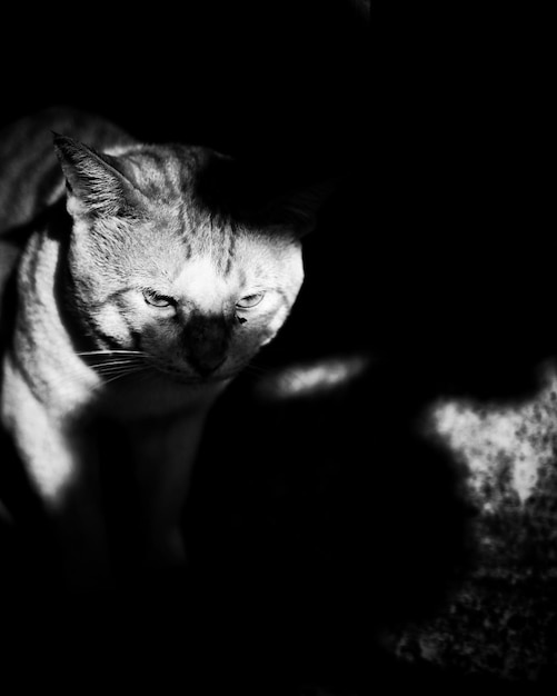 Close-up portrait of cat