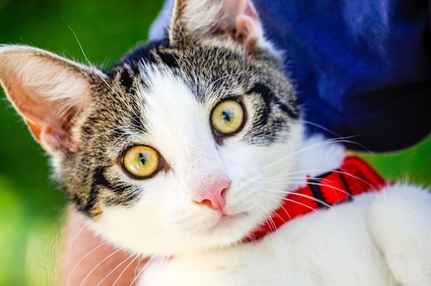 Close-up portrait of cat