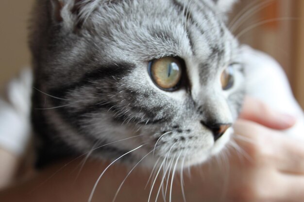 Close-up portrait of cat