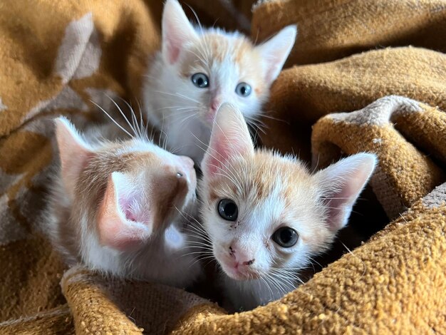 Foto ritratto di un gatto da vicino