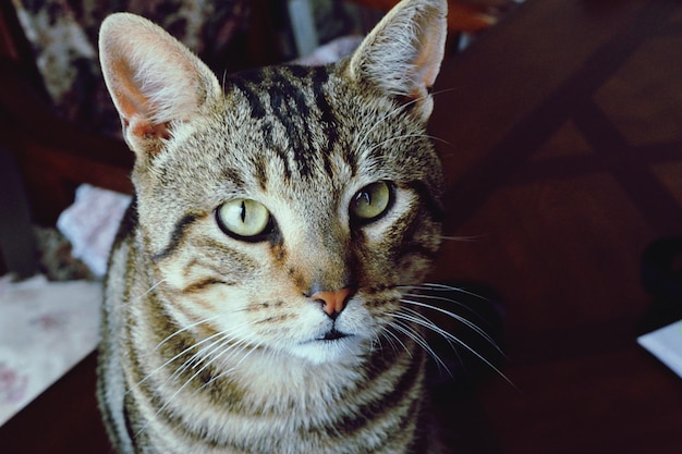 Photo close-up portrait of a cat