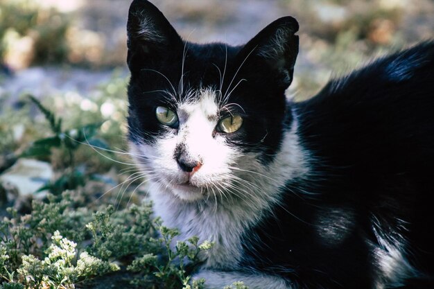 Foto ritratto di un gatto da vicino