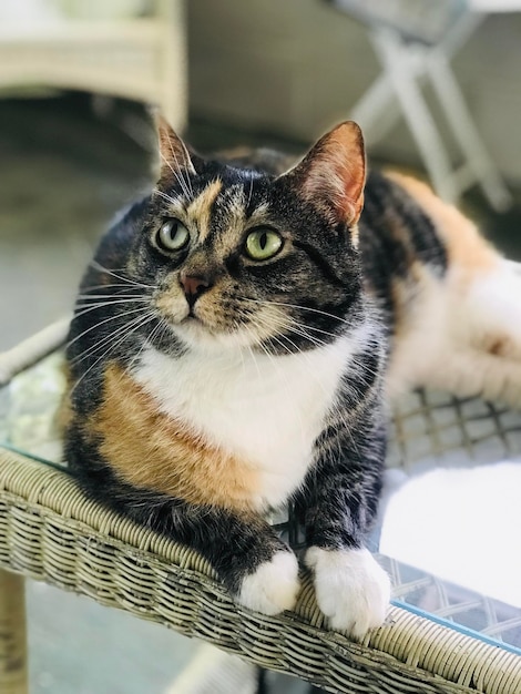 Close-up portrait of a cat