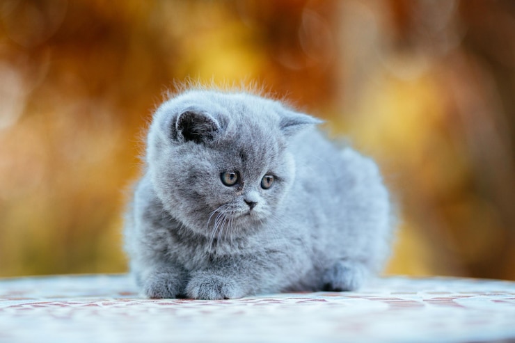 Фотография макро портрет кота