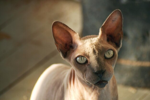 Photo close-up portrait of a cat