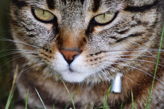 Foto ritratto di un gatto da vicino