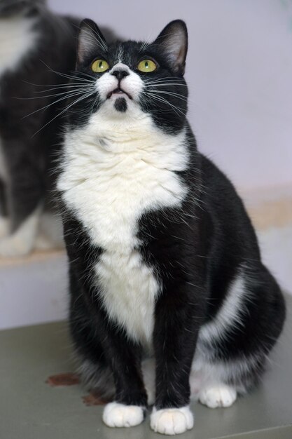 Close-up portrait of cat