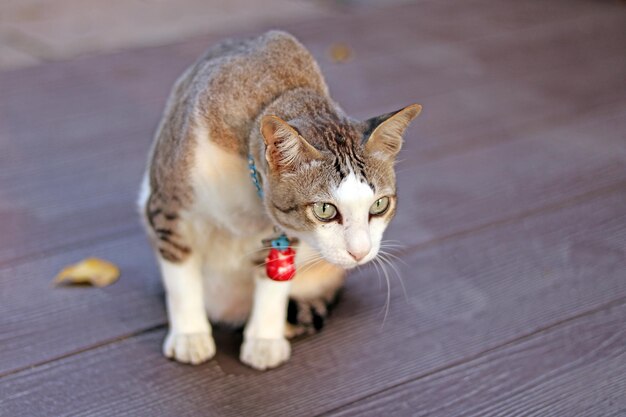 猫のクローズアップポートレート