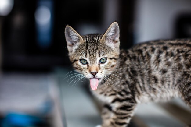 고양이 의 클로즈업 초상화