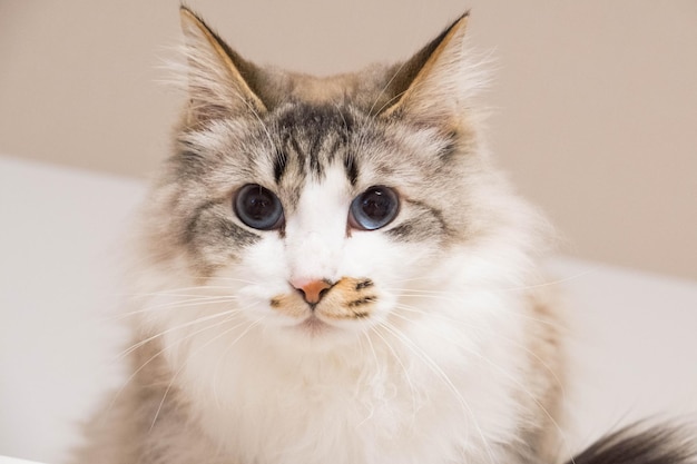 Close-up portrait of cat