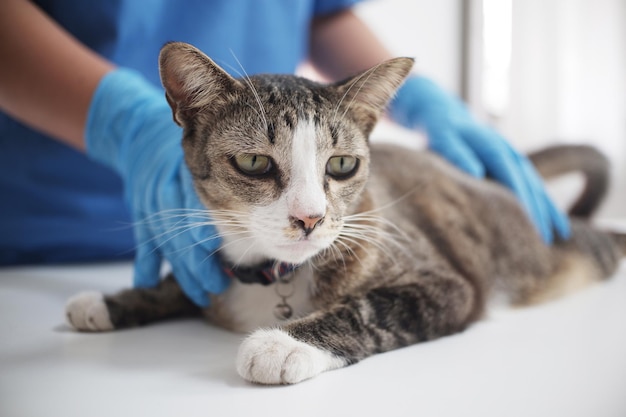 Foto ritratto di un gatto da vicino