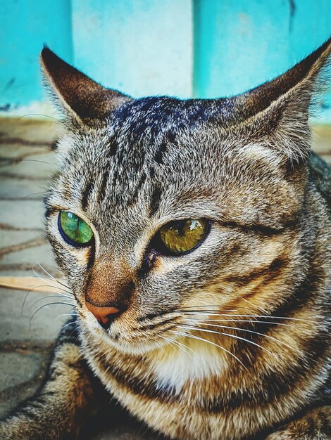 Photo close-up portrait of a cat