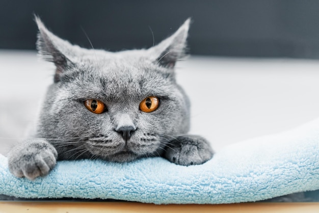 Макро портрет кота