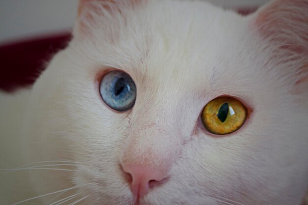 Photo close-up portrait of a cat