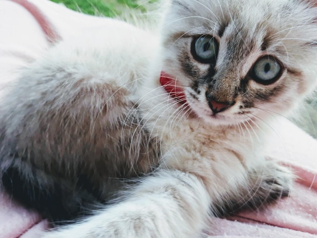 Photo close-up portrait of a cat