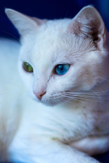 Photo close-up portrait of a cat