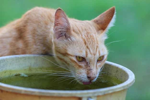 Foto ritratto di un gatto da vicino