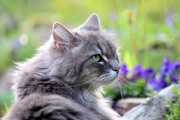 Close-up portrait of cat