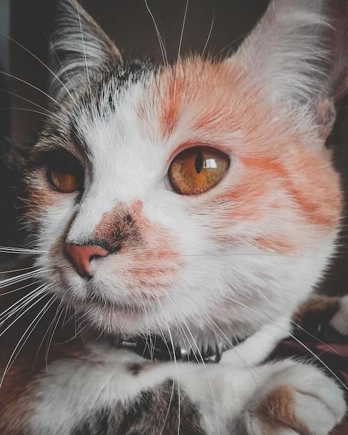 Photo close-up portrait of a cat