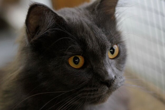 Close-up portrait of a cat