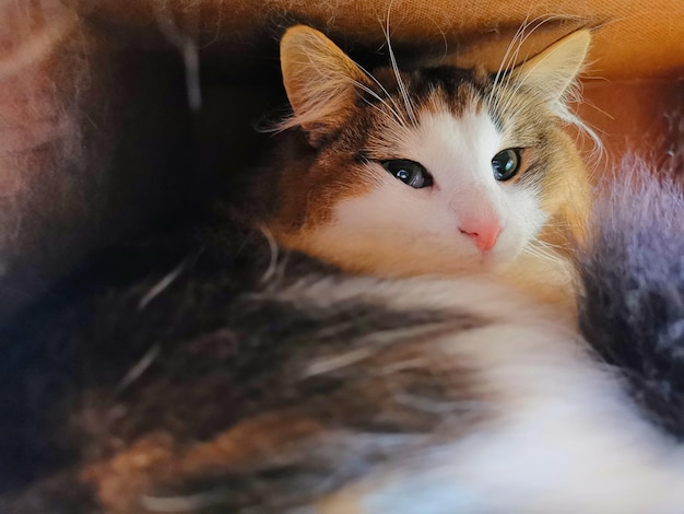 Photo close-up portrait of a cat