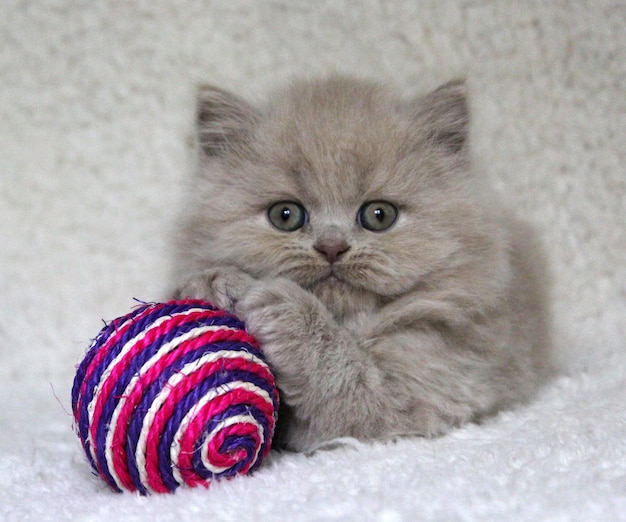 Close-up portrait of a cat