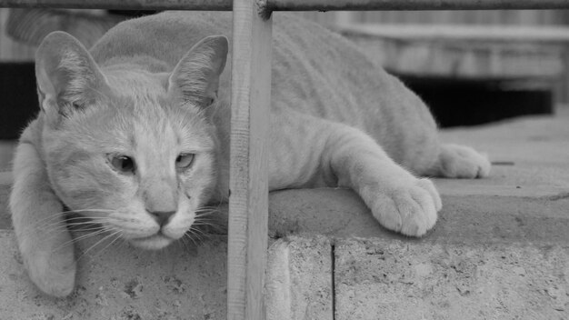 Close-up portrait of a cat