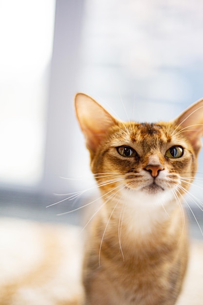 고양이 의 클로즈업 초상화