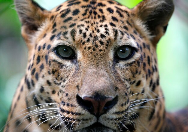 Close-up portrait of cat