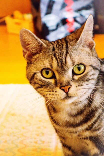 Close-up portrait of cat