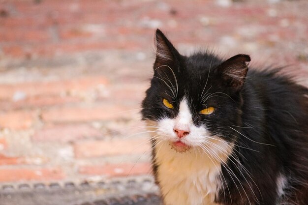 Close-up portrait of a cat