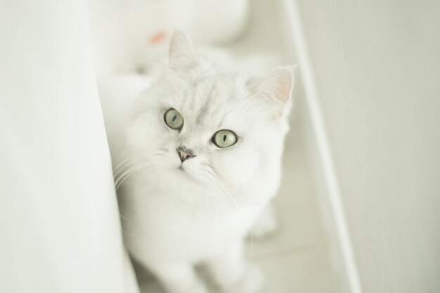 Photo close-up portrait of a cat