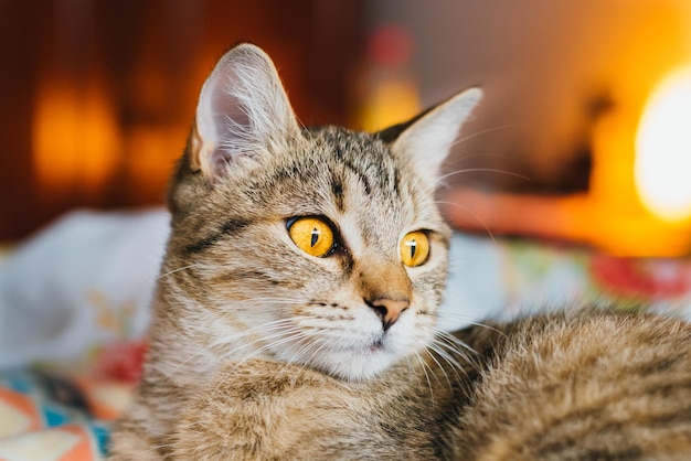 猫のクローズアップポートレート