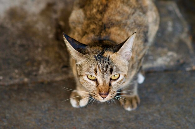 Photo close-up portrait of a cat