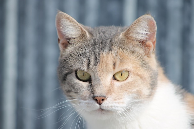 猫のクローズアップポートレート