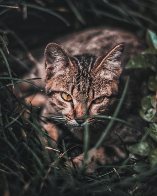 Foto ritratto ravvicinato di un gatto