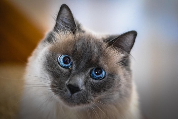 猫のクローズアップ肖像画