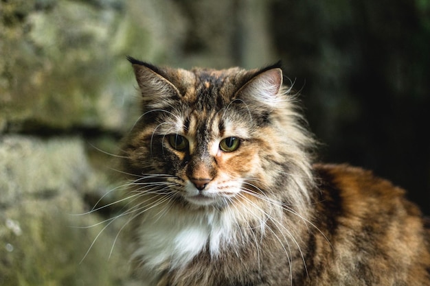 猫のクローズアップポートレート