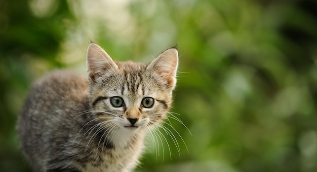 猫のクローズアップポートレート