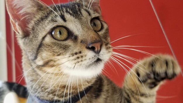 Photo close-up portrait of a cat