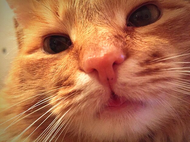 Close-up portrait of cat