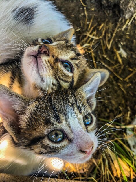 Foto ritratto di un gatto da vicino