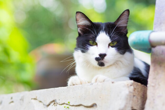 Foto ritratto di un gatto da vicino