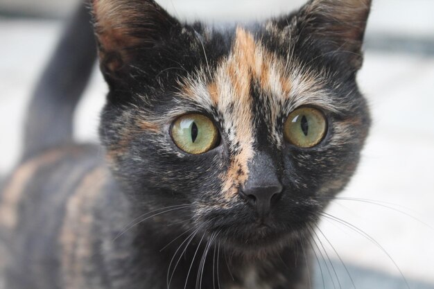 Photo close-up portrait of cat