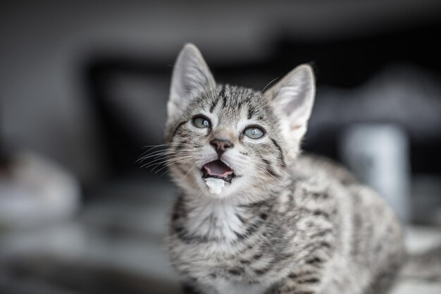 Close-up portrait of a cat