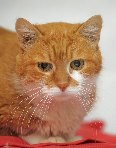 Close-up portrait of a cat